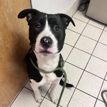 Mixed Breed Dogs Available for Adoption in Charleston, West Virginia - Huckleberry | PetCurious