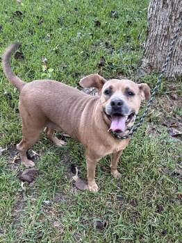 Dizzy -  Black Mouth Cur and Terrier Dog for Adoption in Alexandria, Louisiana - Dizzy | PetCurious