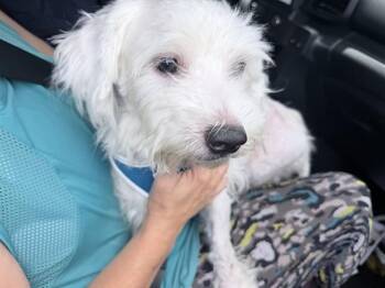 FONZO -  Poodle Dog for Adoption in Fort Lauderdale, Florida - FONZO | PetCurious
