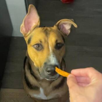 Buckles -  Shepherd Dog for Adoption in Little Rock, Arkansas - Buckles | PetCurious
