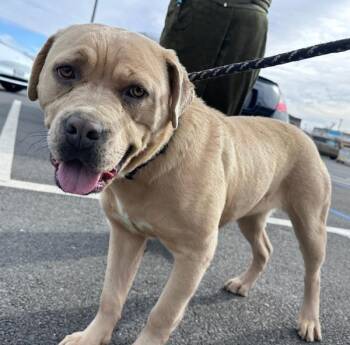 Rottweiler and American Staffordshire Terrier Dogs Available for Adoption - Goddess | PetCurious