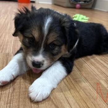 Sailor 22719 -  Australian Shepherd and Mixed Breed Dog for Adoption in Cumming, Georgia - Sailor 22719 | PetCurious