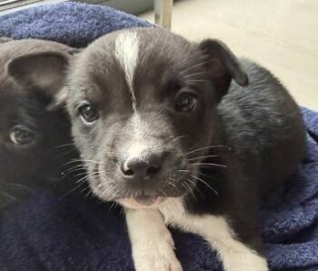 Labrador Retriever and Beagle Dogs Available for Adoption in Washington, District Of Columbia - Baby River | PetCurious