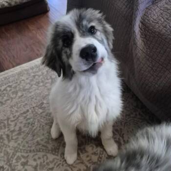 Great Pyrenees Dogs Available for Adoption - Apache | PetCurious