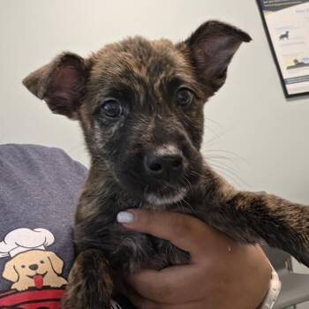 Fall -  Mixed Breed Dog for Adoption in Leander, Texas - Fall | PetCurious