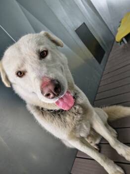Rescue Labrador Retriever and Mixed Breed Dogs for Adoption in Moses Lake, Washington - Kujo | PetCurious