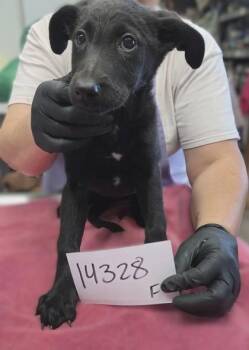 Schools Out -  Mixed Breed Dog for Adoption in Bellevue, Washington - Schools Out | PetCurious