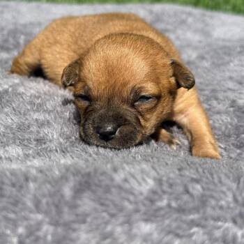 Chihuahua Dogs Available for Adoption in Austin, Texas - Moon Bear | PetCurious