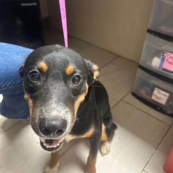 Mixed Breed Dogs Available for Adoption in Lufkin, Texas - Bounty | PetCurious