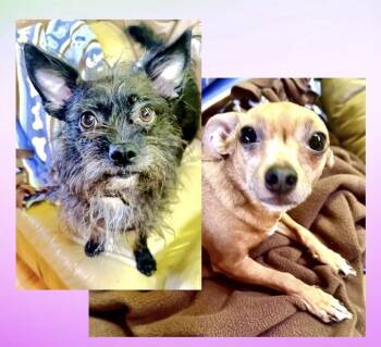 Sweetie & Margie -  Chihuahua Dog for Adoption in Westfield, New York - Sweetie & Margie | PetCurious