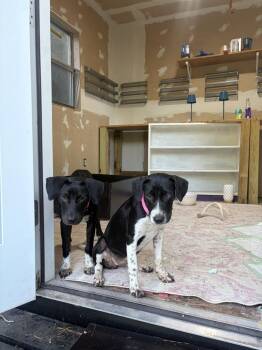 Rumi -  Collie and Labrador Retriever Dog for Adoption in Silsbee, Texas - Rumi | PetCurious