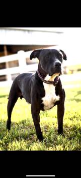 Rescue Pit Bull Terrier Dogs for Adoption in Felton, Pennsylvania - Deacon | PetCurious