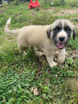 Rescue Anatolian Shepherd Dogs for Adoption in Evergreen, Colorado - Mint Julep | PetCurious