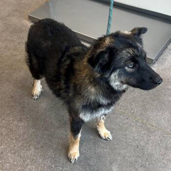 Tifa -  Mixed Breed Dog for Adoption in Las Cruces, New Mexico - Tifa | PetCurious