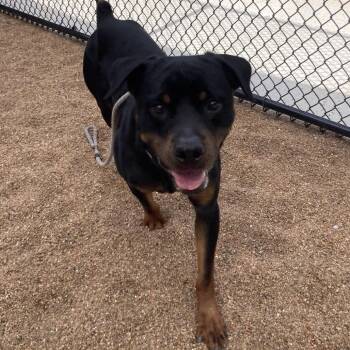 Jake -  Rottweiler Dog for Adoption in Sand Springs, Oklahoma - Jake | PetCurious