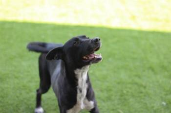 FUNYUN -  Australian Cattle Dog Blue Heeler and Mixed Breed Dog for Adoption in Grand Prairie, Texas - FUNYUN | PetCurious