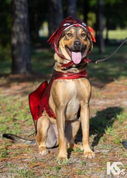 Torque -  German Shepherd Dog and Hound Dog for Adoption - Torque | PetCurious