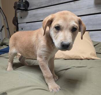 Yellow Labrador Retriever and American Staffordshire Terrier Dogs Available for Adoption in Riverton, Wyoming - Wade | PetCurious
