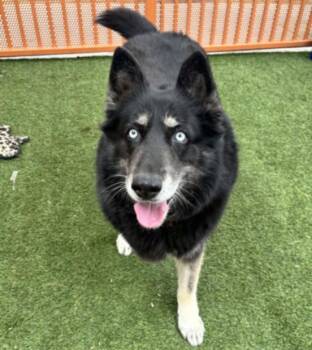 MIMI -  German Shepherd Dog and Siberian Husky Dog for Adoption in Las Vegas, Nevada - MIMI | PetCurious