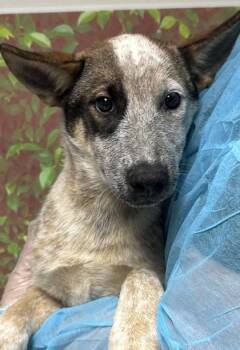 Cattle Dog and Mixed Breed Dogs Available for Adoption in San Antonio, Texas - Caramel | PetCurious