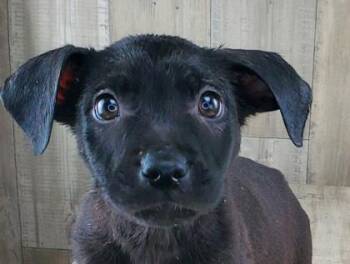 Jameson -  Terrier and Mixed Breed Dog for Adoption in Shreveport, Louisiana - Jameson | PetCurious