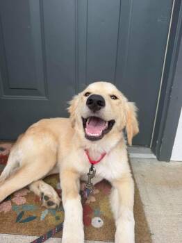 Mai Tai -  Labrador Retriever and Great Pyrenees Dog for Adoption in Statesboro, Georgia - Mai Tai | PetCurious