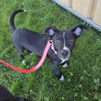 Enzo -  Mixed Breed and Pit Bull Terrier Dog for Adoption in Clavet, Saskatchewan - Enzo | PetCurious