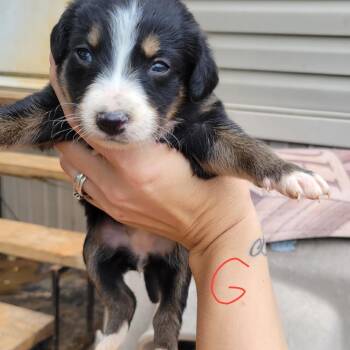 Australian Shepherd and Australian Cattle Dog Blue Heeler Dogs Available for Adoption in Marshall, Texas - Sierra | PetCurious