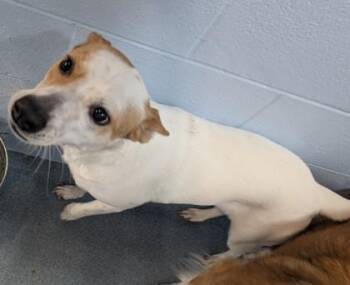 Angel -  Collie and Mixed Breed Dog for Adoption in Taylorsville, North Carolina - Angel | PetCurious