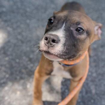 Bear -  Pit Bull Terrier and Mixed Breed Dog for Adoption in Pawling, New York - Bear | PetCurious