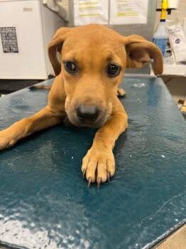 Dusty -  Mixed Breed Dog for Adoption in Mobile, Alabama - Dusty | PetCurious