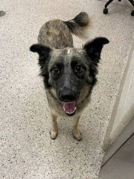 Oakley -  Australian Cattle Dog Blue Heeler and Siberian Husky Dog for Adoption in Fort Collins, Colorado - Oakley | PetCurious