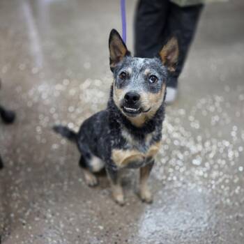Deano -  Australian Cattle Dog Blue Heeler and Chihuahua Dog for Adoption in Incline Village, Nevada - Deano | PetCurious