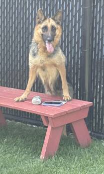 Serafina -  German Shepherd Dog Dog for Adoption in Bourbonnais, Illinois - Serafina | PetCurious