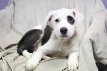 Flo in NH. Come Meet our Adoptable Dogs Wednesday-Saturday. More -  Shepherd Dog for Adoption in Manchester, New Hampshire - Flo In NH. Come Meet Our Adoptable Dogs Wednesday-Saturday. More | PetCurious