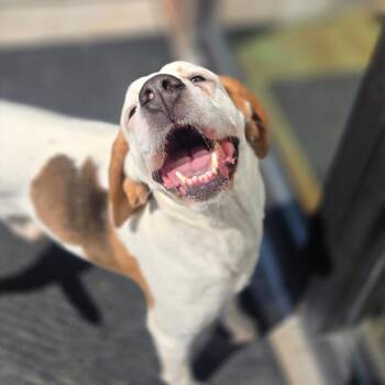 Nickel -  Coonhound and Mixed Breed Dog Available for Adoption in Milan, Illinois - Nickel | PetCurious