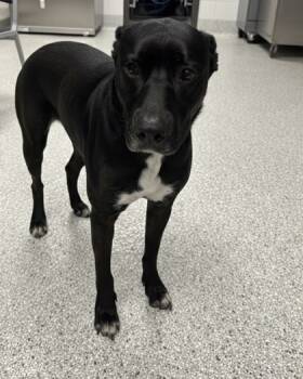 Rescue Mixed Breed Dogs for Adoption in Carrollton, Texas - Sunnie | PetCurious
