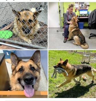 German Shepherd Dog Dogs Available for Adoption in Ypsilanti, Michigan - Sawyer | PetCurious