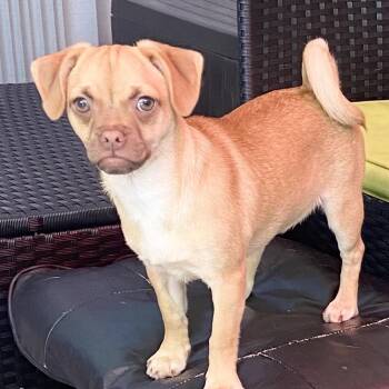 Chihuahua Dogs Available for Adoption in Tustin, California - Dixie - Please See Description -BELOW | PetCurious