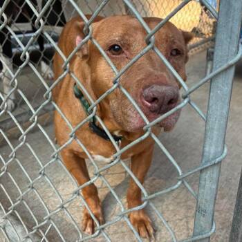 Odin Stray Hold 8/30 -  Mixed Breed Dog for Adoption in Huntington, West Virginia - Odin Stray Hold 8/30 | PetCurious