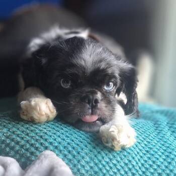 Cavalier King Charles Spaniel and Cocker Spaniel Dogs Available for Adoption in Hudson, Illinois - Loki | PetCurious
