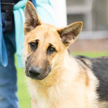 German Shepherd Dog Dogs Available for Adoption in Camarillo, California - ROCKY | PetCurious