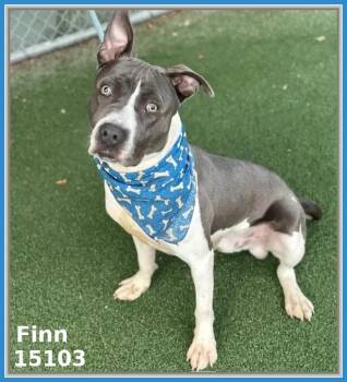 Rescue Pit Bull Terrier and American Staffordshire Terrier Dogs for Adoption in Marietta, Georgia - FINN | PetCurious