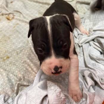 Porter -  Pit Bull Terrier Dog for Adoption in Johnson City, Tennessee - Porter | PetCurious