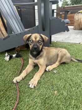 Dorothy -  Shepherd and Husky Dog for Adoption in Denver, Colorado - Dorothy | PetCurious