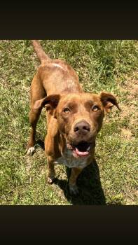 Labrador Retriever and Cattle Dog Dogs Available for Adoption - Kameron | PetCurious