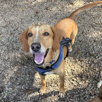 Bo Duke -  Hound Dog for Adoption in Columbia, South Carolina - Bo Duke | PetCurious