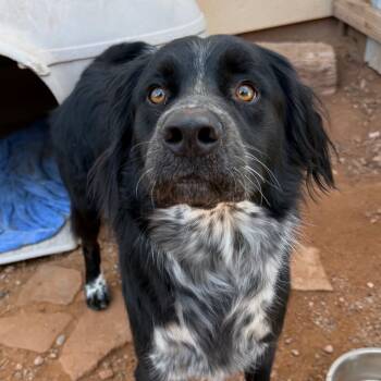 Rescue Border Collie Dogs for Adoption in Moab, Utah - Frisbee | PetCurious