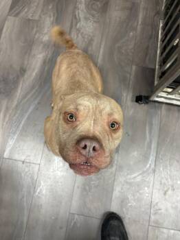 Pit Bull Terrier Dogs Available for Adoption -  Laquan | PetCurious