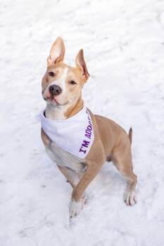 Pit Bull Terrier Dogs Available for Adoption in Crete, Illinois - Radar | PetCurious